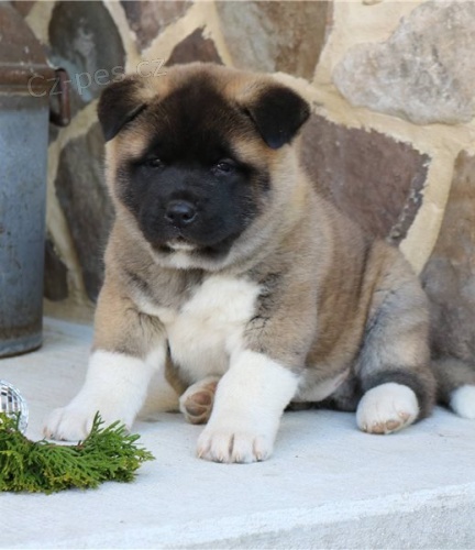 Roztomil� �t���tka akita inu,