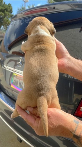 �t��ata americk�ho buldoka