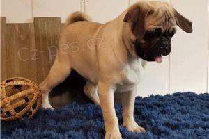 N�dhern� �t��ata mopsl�k�.