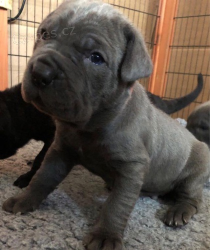 Neapolsk� �t��ata mastifu.