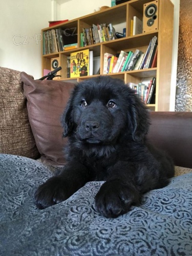 Newfoundland �t��ata.