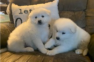 Samoyed �t��ata.
