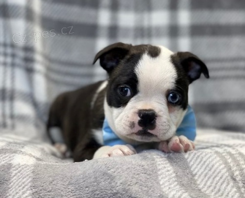 �t��ata Bostonsk�ho teri�ra