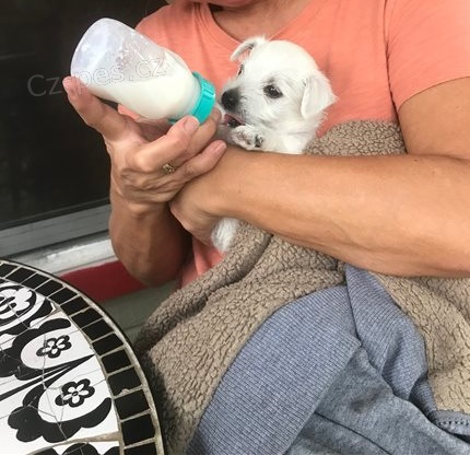 West highland teri�r