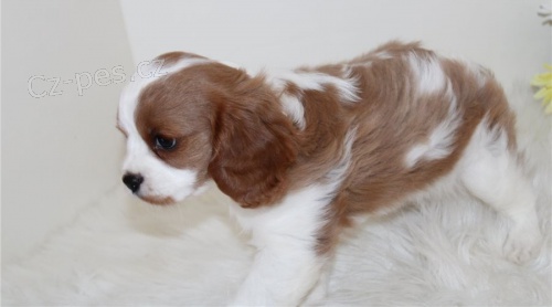 Kaval�r king charles �pan�l p�ipraven k odchodu