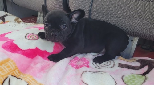 N�dhern� vrh �t��at francouzsk�ho buldo�ka.