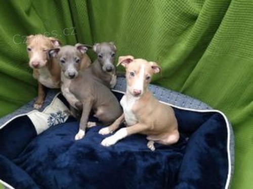 �istokrevn� �t��ata italsk�ho greyhounda.