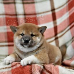 �t��ata Shiba Inu.