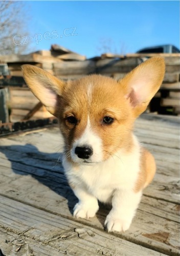 Vynikaj�c� �t��ata Welsh Pembroke Corgi