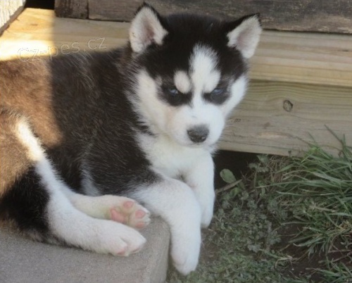 �t��ata sibi�sk�ho huskyho