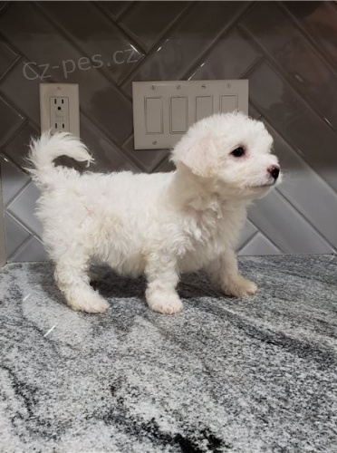 �T��ATA BICHON FRIZE