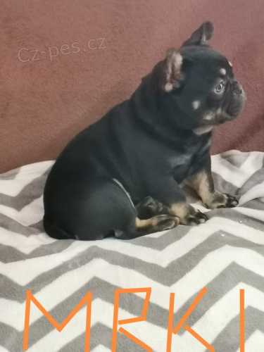 Francouzsk� buldo�ek