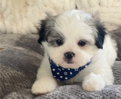 Roztomil� �t��ata japonsk�ch Chin