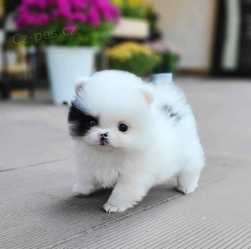 Kr�sn� �ajov� ��lek Pomeranian �t��ata k dispozici