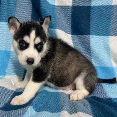 ڞasn� �t��ata sibi�sk�ho husky.