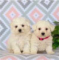 �istokrevn� �t��ata Bichon Frise.