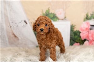 Kr�sn� hra�ka Pudl �t��ata.