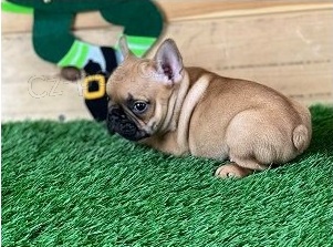 �t��ata francouzsk�ho buldo�ka