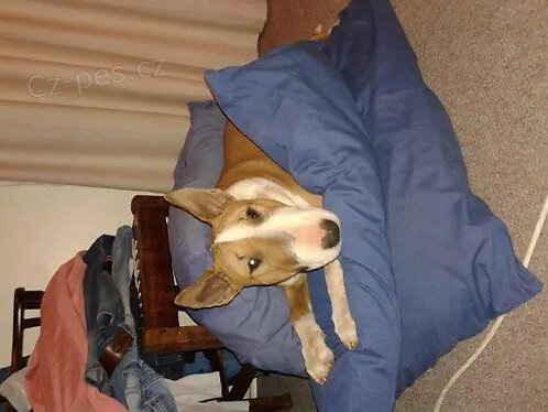 �t��ata b���ho teri�ra.