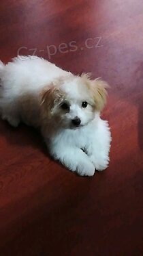 Maltsk� �t��ata.