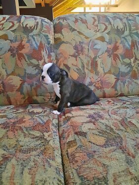 Boston�t� teri��i a �t��ata.