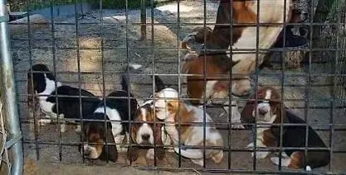 Okouzluj�c� �t��ata Basset Hound.