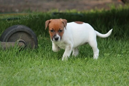 �t��ata Jack Russel teri�ra.