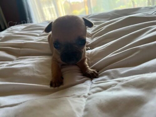 �istokrevn� �t��ata Chihuahua.