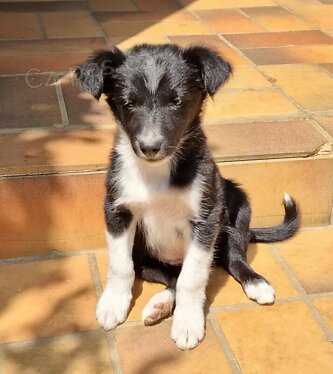 �istokrevn� �t��ata border kolie.