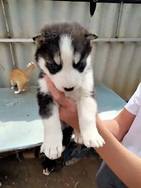 �istokrevn� �t��ata sibi�sk�ho husky.