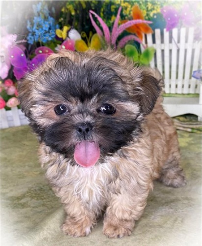 �t��ata SHIH TZU pes a fenka