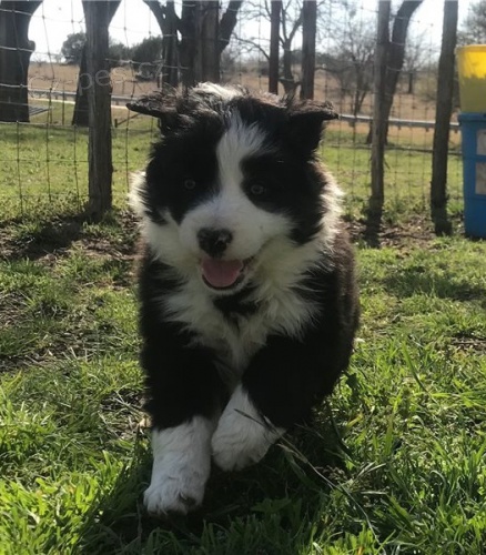 Zdrav� �t��ata border kolie