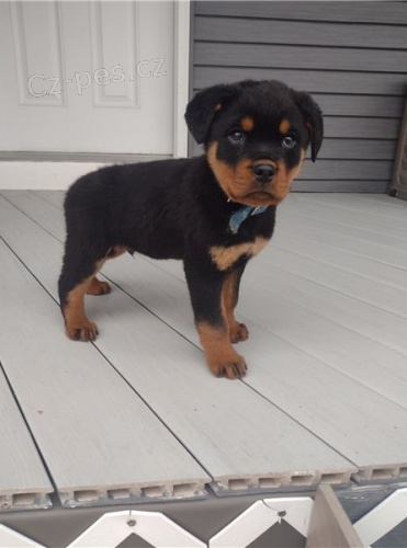 �t��ata rotvajler�