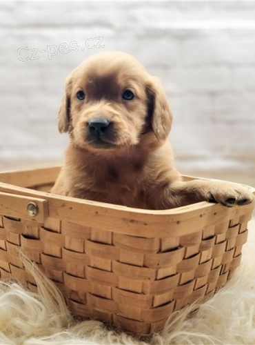 Fantastick� �t���tka zlat�ho retr�vra