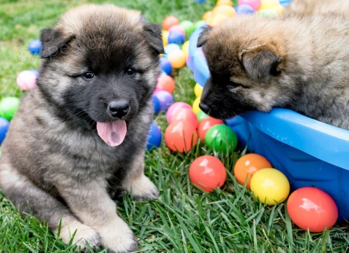 �t��ata Eurasier hrav� a zdrav� �t��ata Eurasier