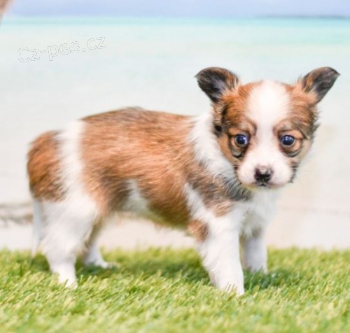 mini papillon �t��ata k adopci