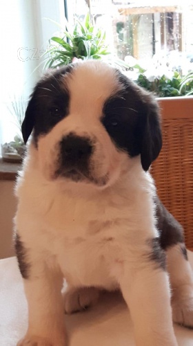 �t��ata svat�ho bernarda dostupn�