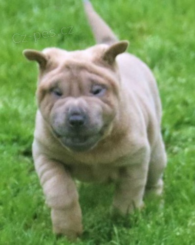 2 Shar Pei �t��ata k dispozici kontakt pro v�ce informac� a obr�zk�