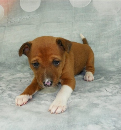 Kr�sn� �t��ata basenji