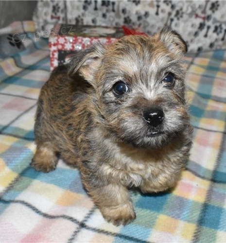 K dispozici �t��ata Cairn Terrier