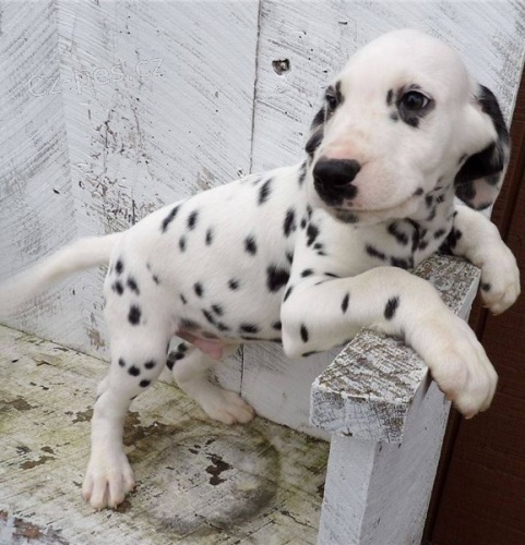 Roztomil� �t���tka dalmatin�
