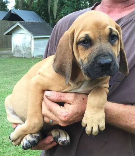 �t��ata Fila Brasileiro