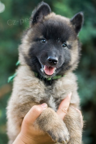 Belgick� ov��k Tervueren s PP (pouze fenky)