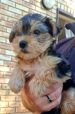 Yorkshire �t��ata k dispozici.