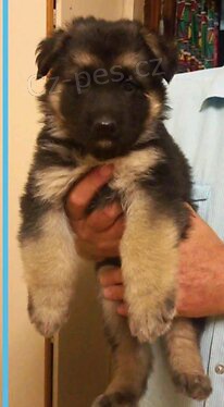 �t��ata n�meck�ho ov��ka.