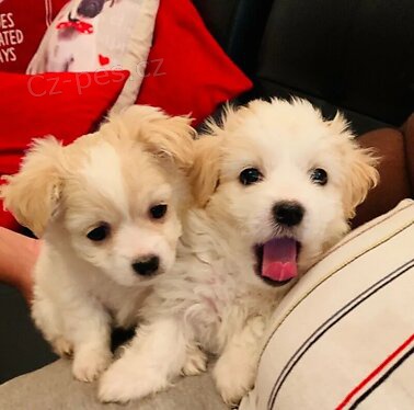 Maltsk� �t��ata.