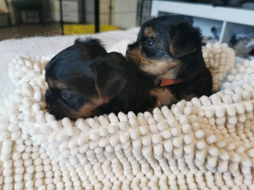 Jork��rsk� teri�r