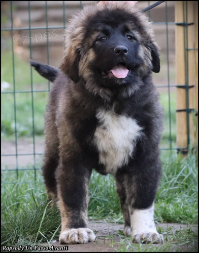 Kavkazsk� ov��k �t��ata