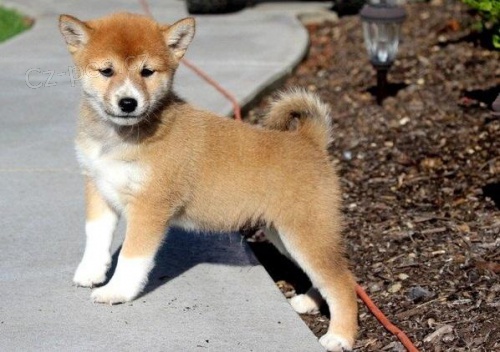 Shiba Inu �t��ata.