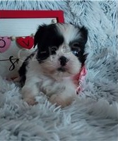 N�dhern� Shih Tzu �t��ata.